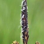 Carex nigra Frucht