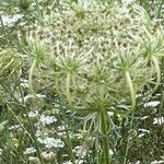 Daucus carotaFrugt