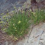 Cymopterus petraeus Habitus