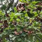 Pterocarpus rotundifolius 果実