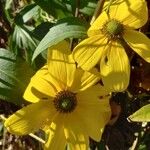 Rudbeckia nitida Virág