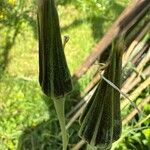 Tragopogon orientalis Other