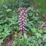 Orchis purpurea പുഷ്പം