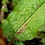 Rumex × acutus Leaf