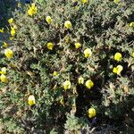 Ononis ramosissima Flower