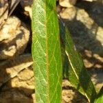 Planchonella crenata 葉