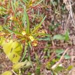 Ludwigia erecta Цветок