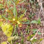 Ludwigia erecta Blüte