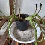 Tephrocactus verschaffeltii Blatt