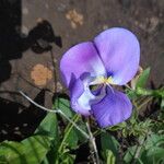 Vigna vexillata Flower