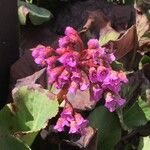 Bergenia crassifolia Blüte