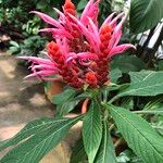 Aphelandra sinclairiana Leaf