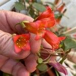Kalanchoe manginii Цвят