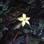 Voyria flavescens Flower