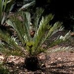 Encephalartos lehmannii ശീലം