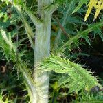 Cirsium jorullense Fulla