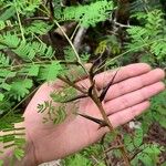 Vachellia collinsii Blatt