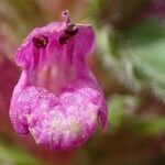 Betonica hirsuta Λουλούδι