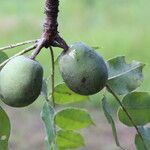 Sclerocarya birrea Плод