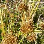 Cyperus difformis Φρούτο