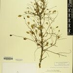 Phyllanthus clarkei Other