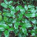 Coffea fotsoana Blatt