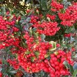 Pyracantha coccinea Froito