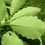 Quercus aliena Blad