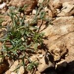 Bupleurum semicompositum Habitus