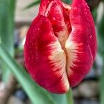 Tulipa grengiolensis Flower