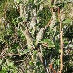 Salix glauca പുറംതൊലി