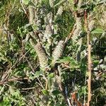 Salix glauca Bark