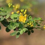 Senna bicapsularis Blatt