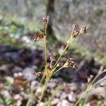 Luzula sylvaticaFlower