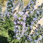 Echium vulgareFlors