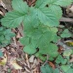 Agrimonia gryposepala Leaf