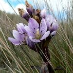 Gentianella foliosa