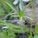 Anemone berlandieri Fulla