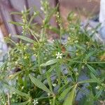 Mollugo verticillata Flower