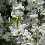Exochorda racemosa Flor