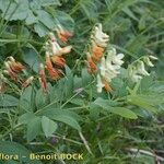 Lathyrus ochraceus Altul/Alta