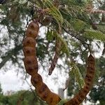 Anadenanthera colubrina ഫലം