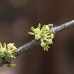 Pleiocarpa pycnantha Flower