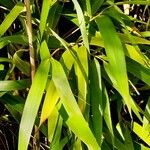Bambusa multiplex Blatt