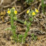 Linaria arenaria Ďalší