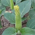 Datura innoxia Çiçek