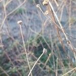 Lomelosia rutifolia ᱵᱟᱦᱟ