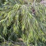 Acacia cognata Fuelha