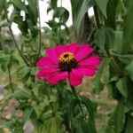 Zinnia elegansŽiedas