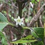 Geniostoma borbonicum Flower